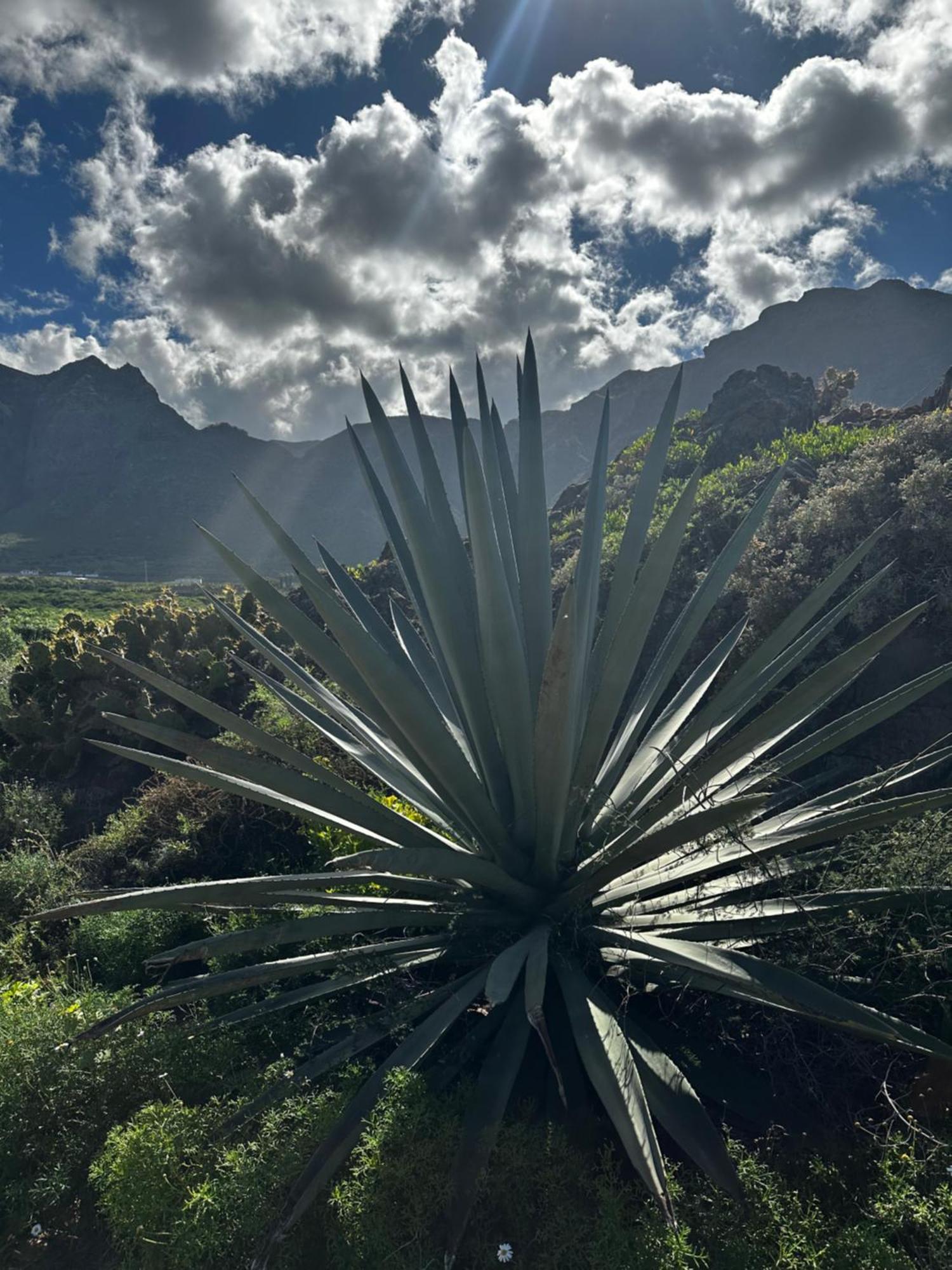 Terraza Con Vistas Mar/Montana Lägenhet Buenavista Del Norte Exteriör bild